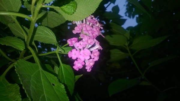 诺基亚1320拍照样张