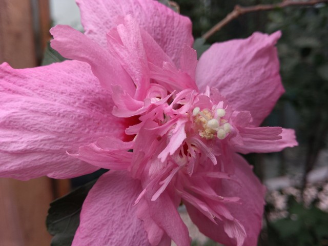 IMX214的对决 小米4/锤子/荣耀6比拍照 