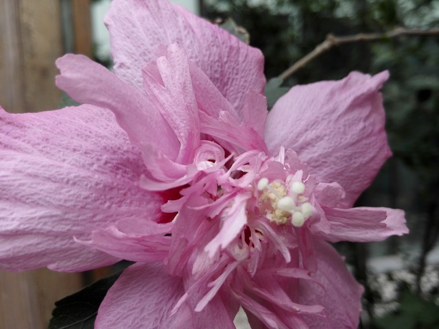 IMX214的对决 小米4/锤子/荣耀6比拍照 