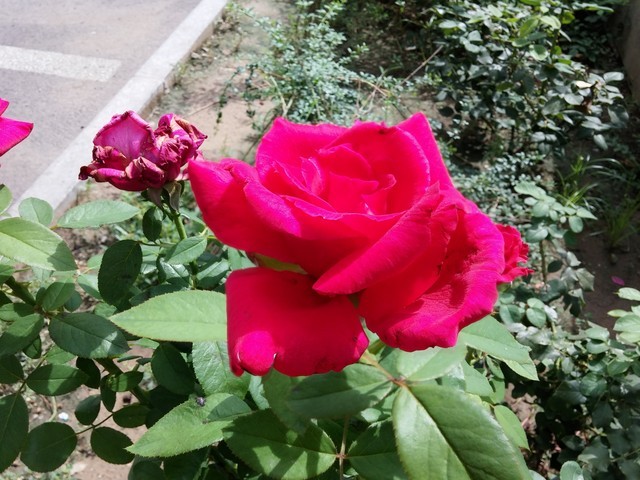 2K屏幕+OIS强悍拍照 国行LG G3全面评测 