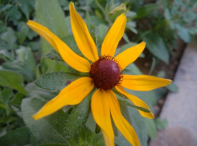 价格相差9毛9 一加手机与小米4应该选谁 