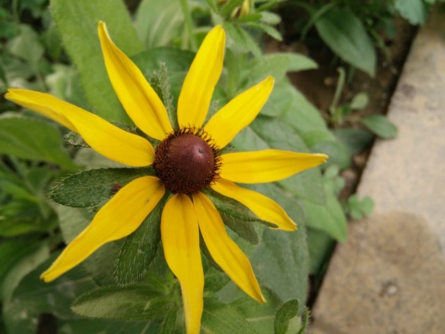 价格相差9毛9 一加手机与小米4应该选谁 