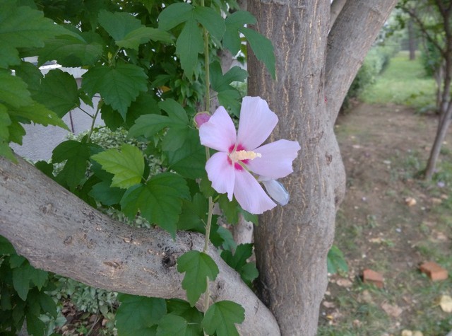 价格相差9毛9 一加手机与小米4应该选谁 