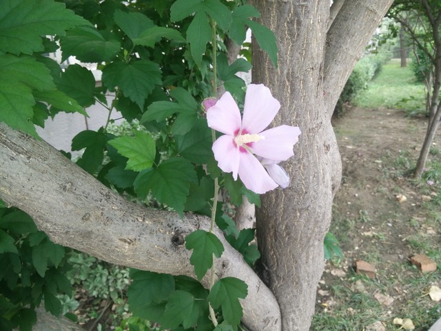 价格相差9毛9 一加手机与小米4应该选谁 