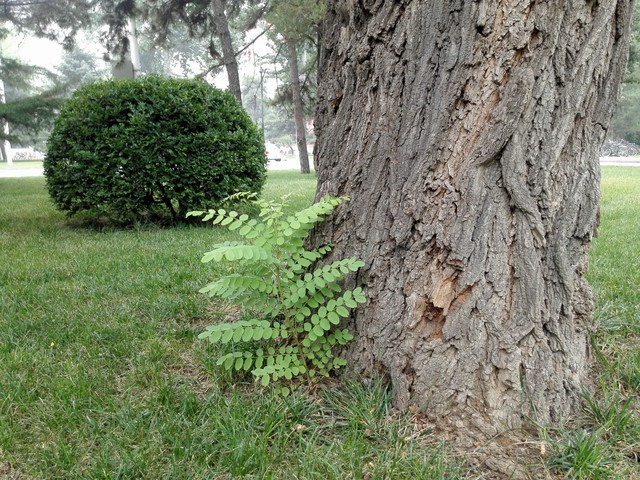 尖Phone:谁是1999王者 荣耀6对比小米4 