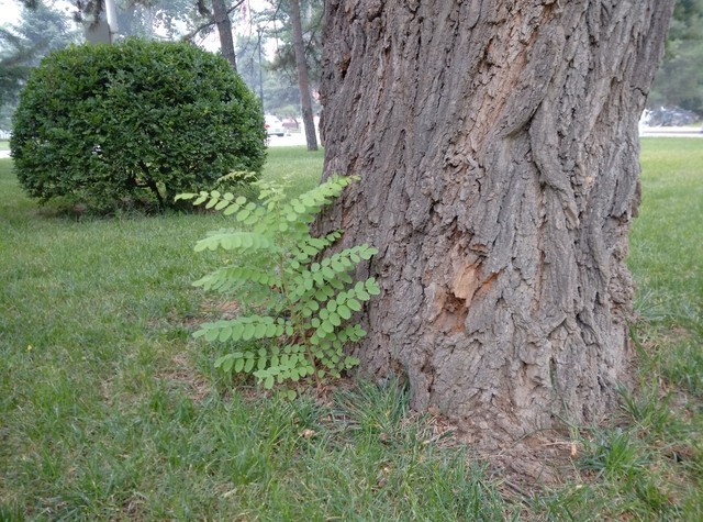 尖Phone:谁是1999王者 荣耀6对比小米4 