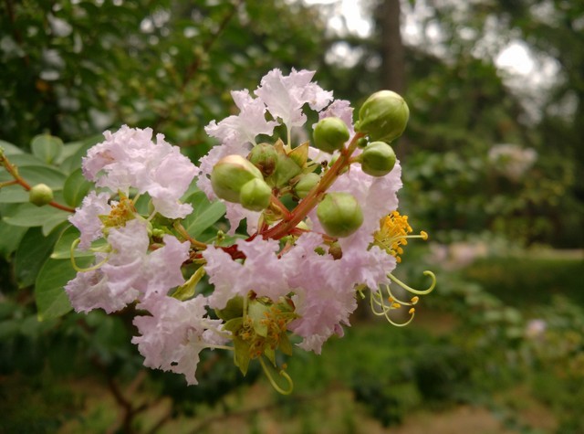 尖Phone:谁是1999王者 荣耀6对比小米4 