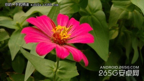 拍照对比 二者各有优劣