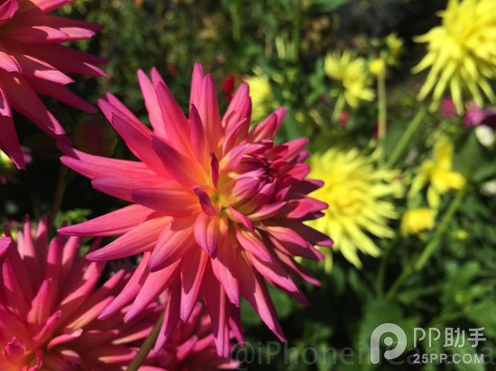 64GB版iPhone6 Plus三周深度体验 用着都醉了