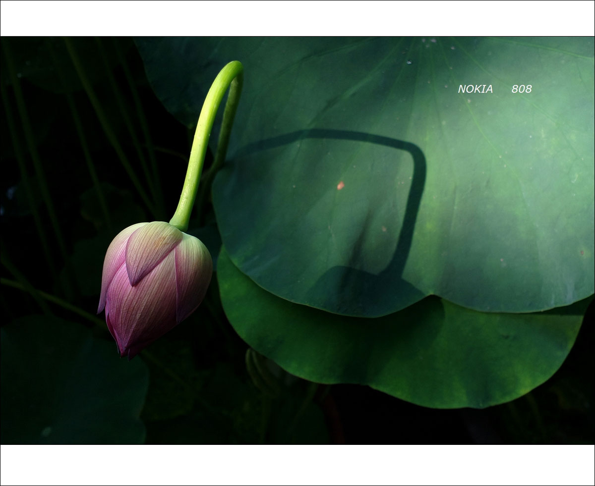 朝花夕拾+诺基亚808图片9