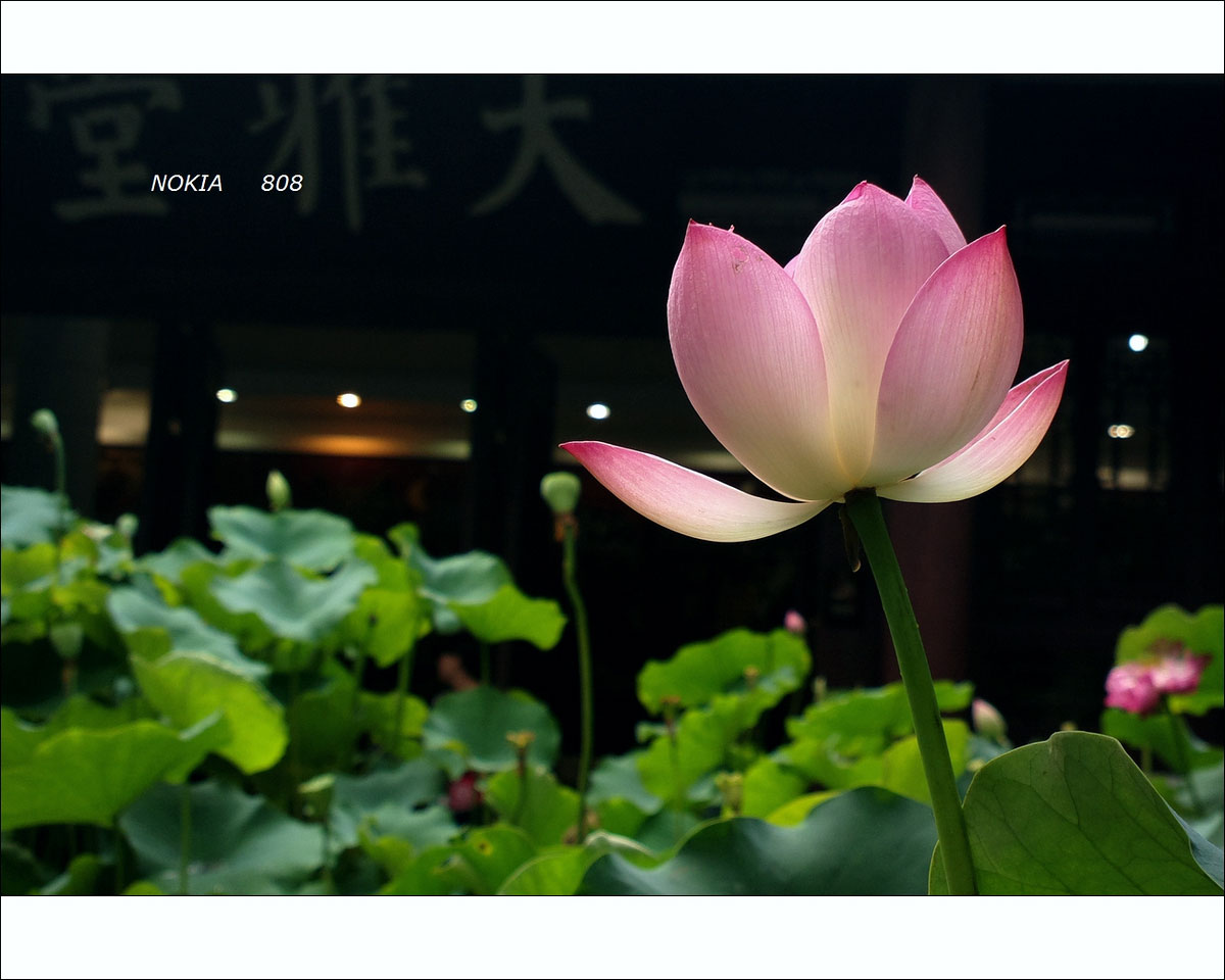 朝花夕拾+诺基亚808图片10