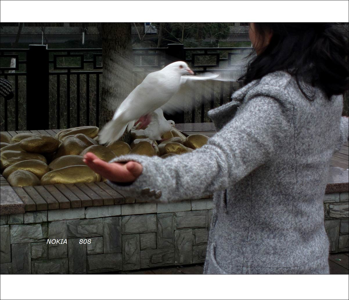 朝花夕拾+诺基亚808图片13