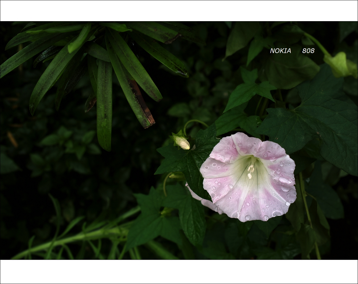 朝花夕拾+诺基亚808图片16