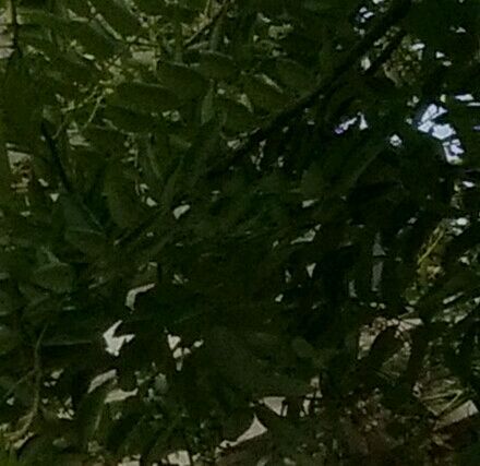 深度评测小米4拍照：成像优质易发热（多图）图片12