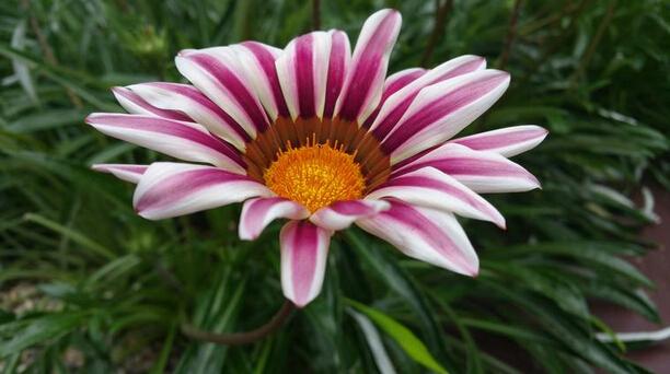 Note 4/iPhone 6 Plus/LG G3拍照对比