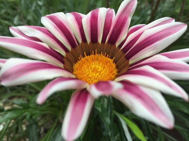 Note 4/iPhone 6 Plus/LG G3拍照对比