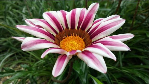 Note 4/iPhone 6 Plus/LG G3拍照对比