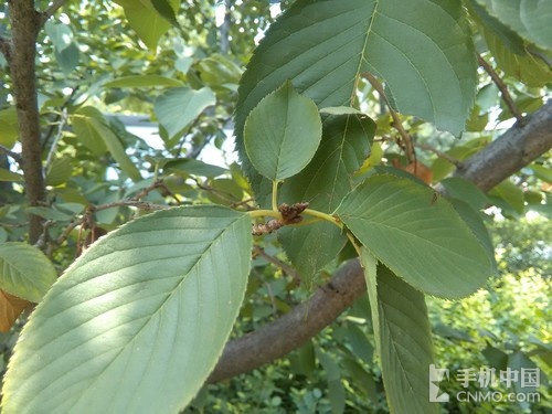 千元4G大屏智能机 飞利浦手机S399评测 