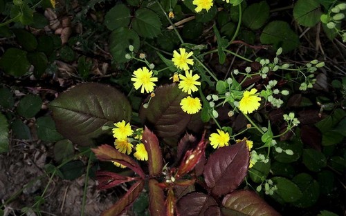 语音升级/女性专属 粉色版星星1号评测 