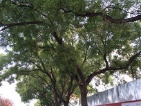 三平台激斗 锤子/Lumia1520/5s拍照对比 