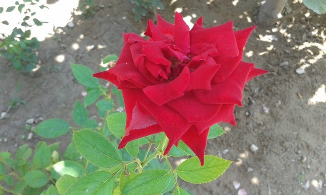 国际大牌入门4G 三星Core Mini 4G评测 