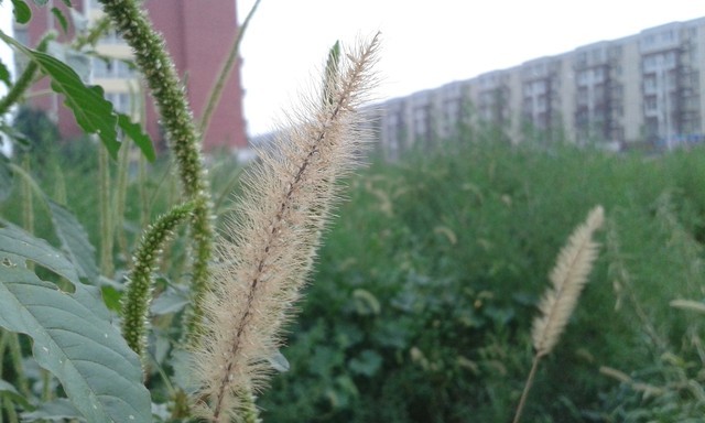 国际大牌入门4G 三星Core Mini 4G评测 