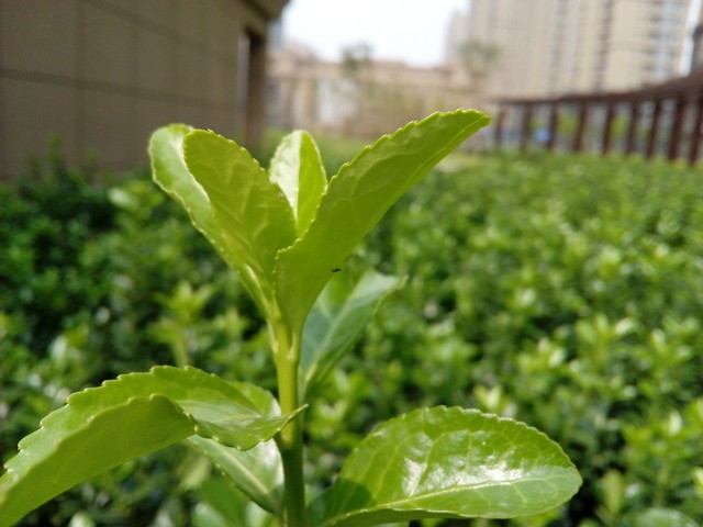 599元良心品质 华为荣耀3C畅玩版首测 