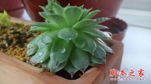 5.5英寸真八核双卡4G 酷派大神F2评测