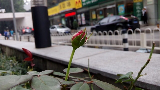 999元机器成像如何 酷派大神F2拍照体验