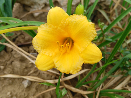 全网通4G金属一体化设计 华为麦芒3评测