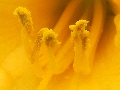 全网通4G金属一体化设计 华为麦芒3评测