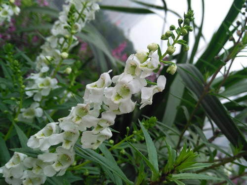 全网通4G金属一体化设计 华为麦芒3评测