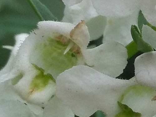 全网通4G金属一体化设计 华为麦芒3评测