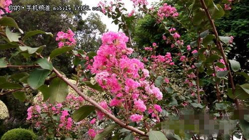 秒杀魅族4/小米4 千元酷派大神F2隆重登场（图组）