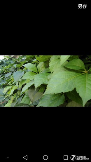 6寸大屏指纹识别 全金属华为Mate7评测