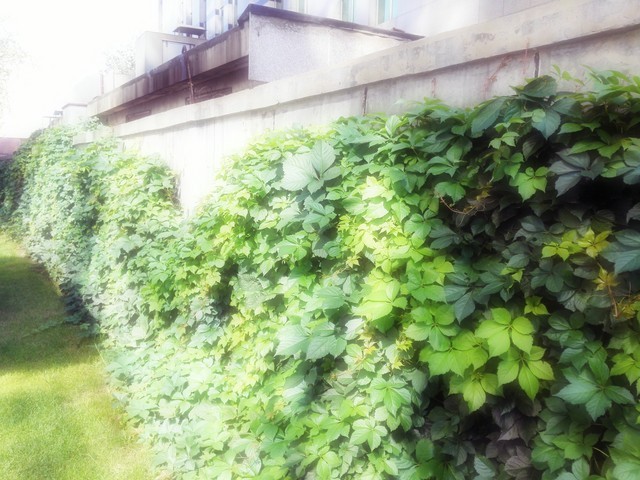 6寸大屏指纹识别 全金属华为Mate7评测