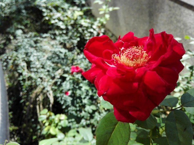 6寸大屏指纹识别 全金属华为Mate7评测