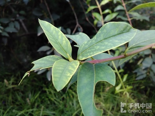 ELIFE S5.1拍照体验(2)_ELIFE S5.1第3张图