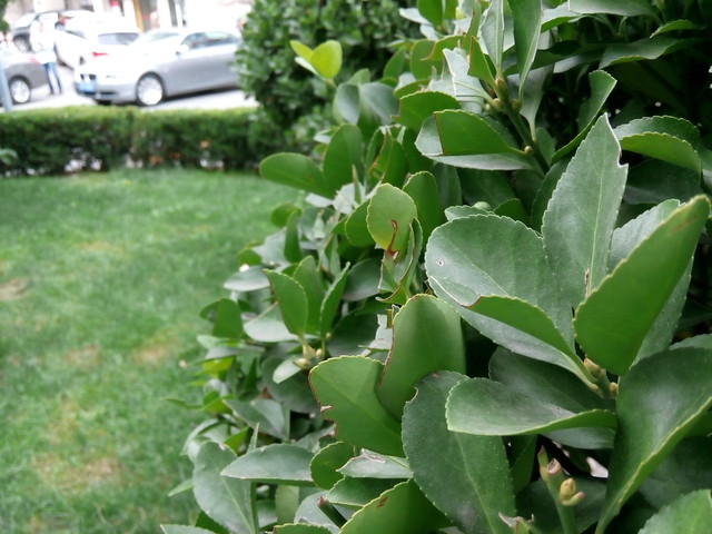 5英寸真8核 799元酷派大神F1青春版评测 