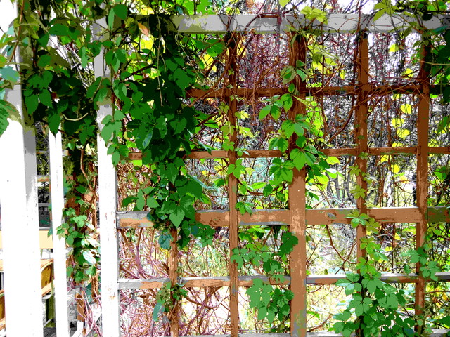 梦幻彩虹机身配MT6595M 联想手机X2评测 