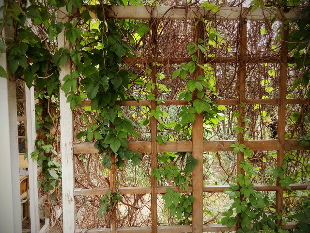 梦幻彩虹机身配MT6595M 联想手机X2评测 