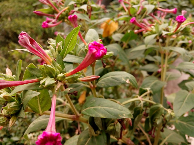 梦幻彩虹机身配MT6595M 联想手机X2评测 