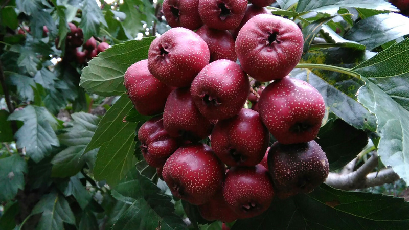 电信４Ｇ　性价王者　荣耀畅玩4电信版评测体验图片27