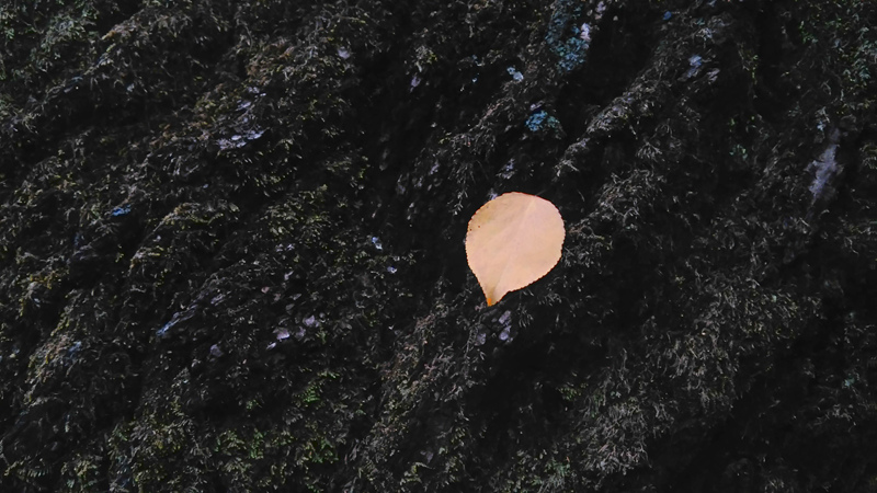 电信４Ｇ　性价王者　荣耀畅玩4电信版评测体验图片31