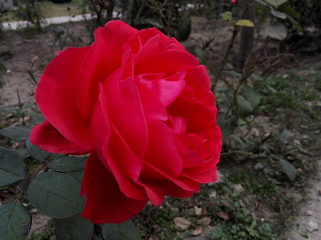 升级麒麟928芯片 华为荣耀6至尊版评测 