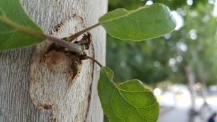 比更大更强大! 三星Edge对比iPhone 6 