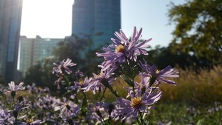 比更大更强大! 三星Edge对比iPhone 6 