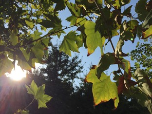 比更大更强大! 三星Edge对比iPhone 6 