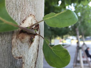 比更大更强大! 三星Edge对比iPhone 6 