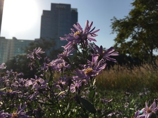 比更大更强大! 三星Edge对比iPhone 6 